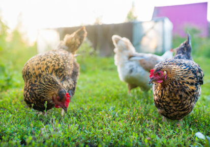 3 backyard chickens in the grass
